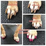 Dog paws before and after grooming: clipped fur, trimmed nails, and pink paw polish on a gray floor.