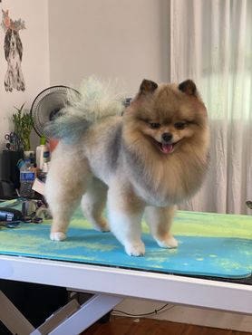 Fluffy tan-and-white Pomeranian standing on a grooming table with a blue mat, tongue out.