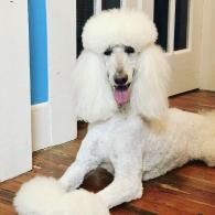 White poodle with a fluffy topknot lying on a wooden floor indoors, tongue out