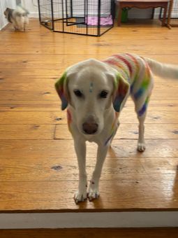 White dog in a rainbow sweater made using grooming dye, standing on a wooden floor indoors.