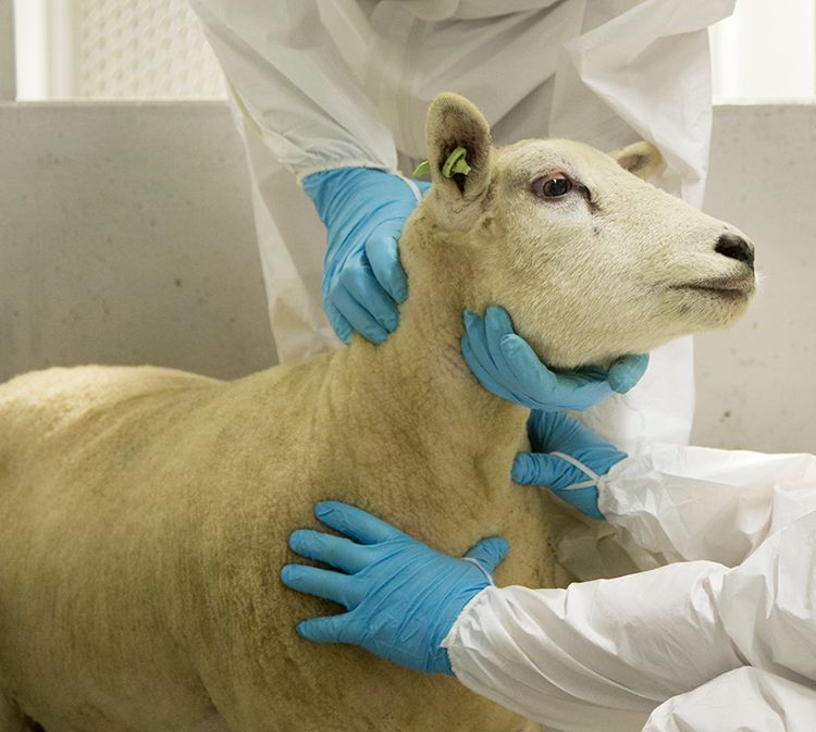 A person wearing blue gloves is petting a sheep