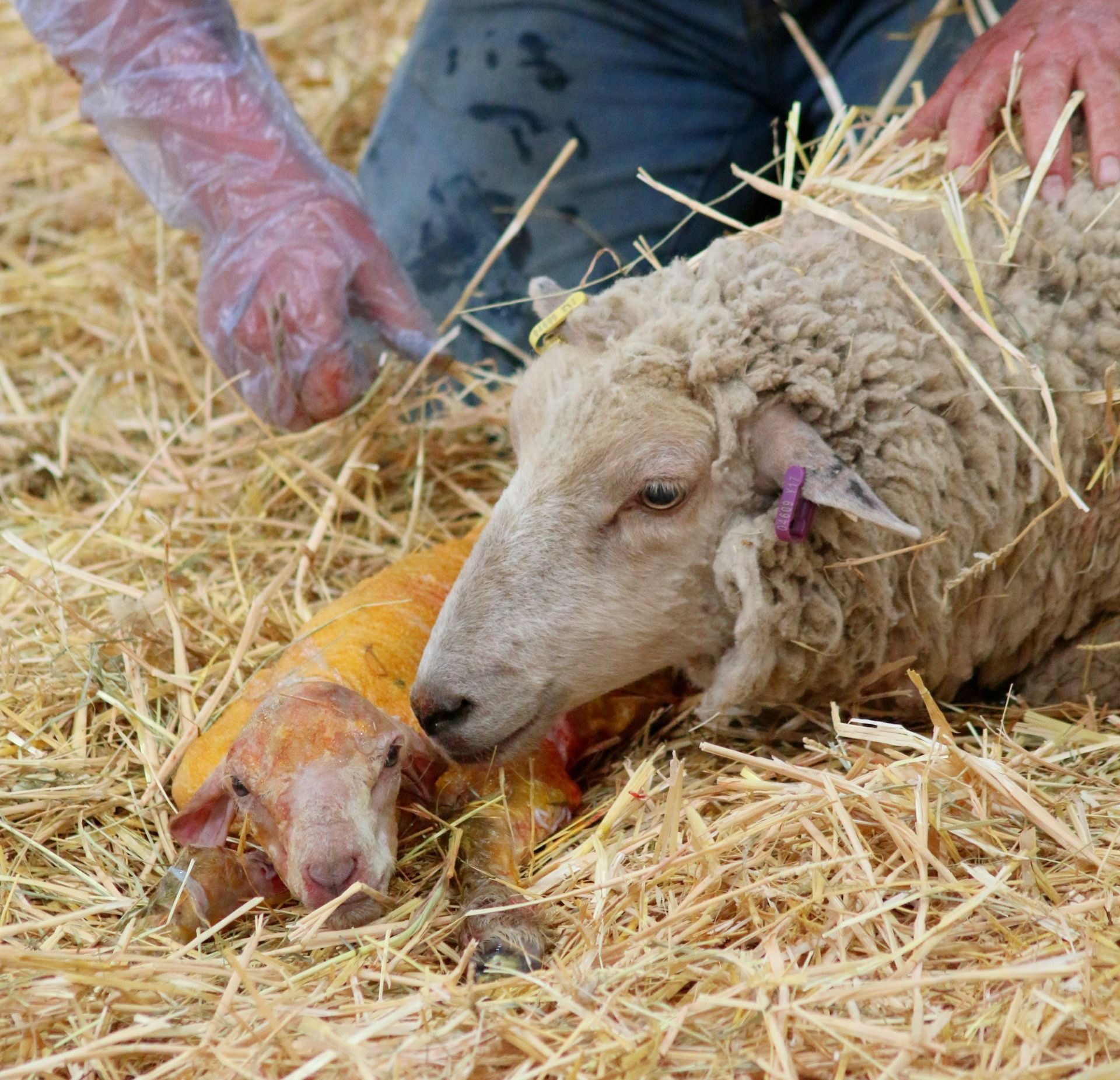 A sheep is laying in the hay next to a pig.