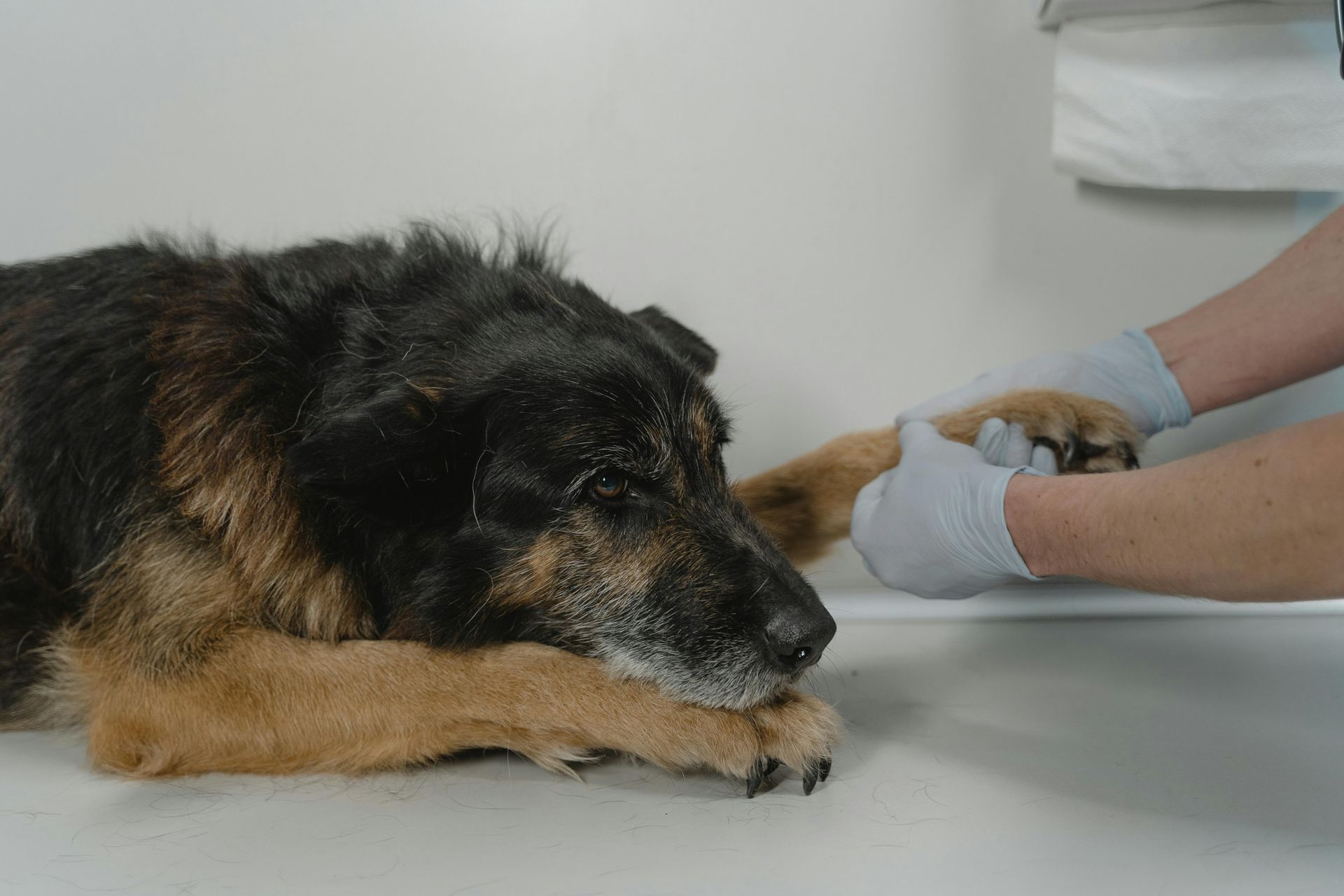 Dog at vet, being held by gloved hands, likely for medical exam.