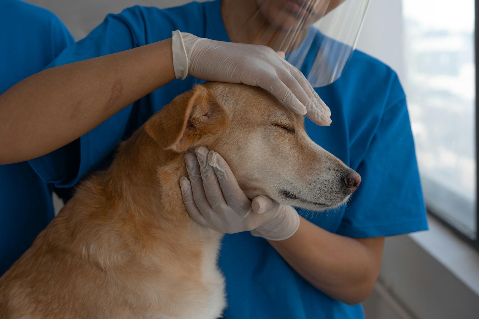 Veterinarian examines a tan dog, gently touching its head and face. The dog has its eyes closed.