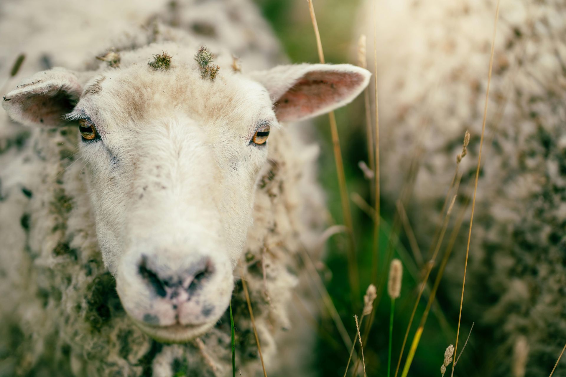 A close up of a sheep in a field looking at the camera.