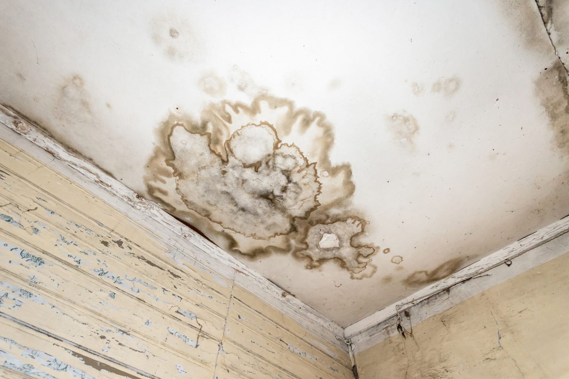 Water-damaged ceiling corner with large brown mold stain and peeling paint above wood-paneled walls