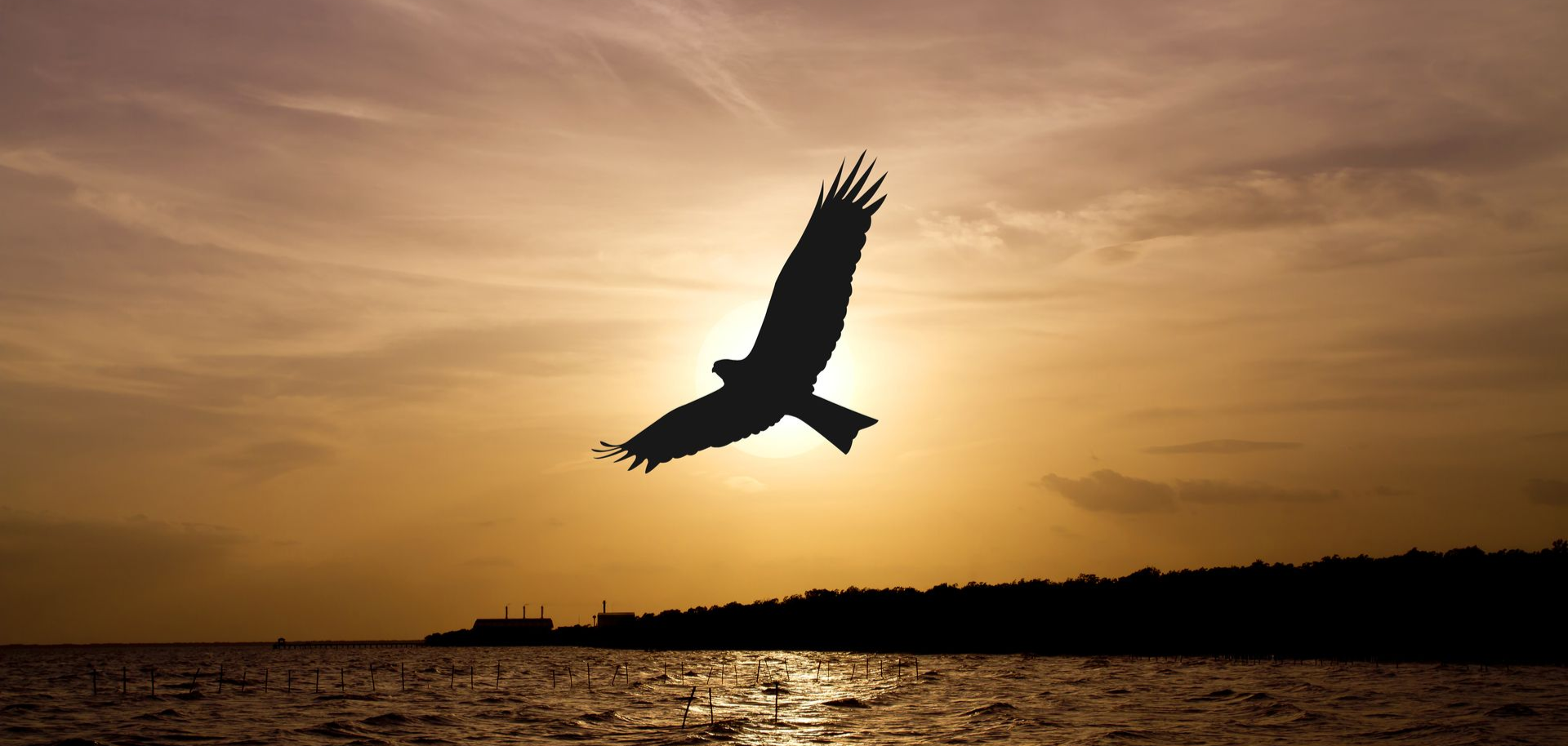 Silhouette of a bird flying over shimmering water at sunset