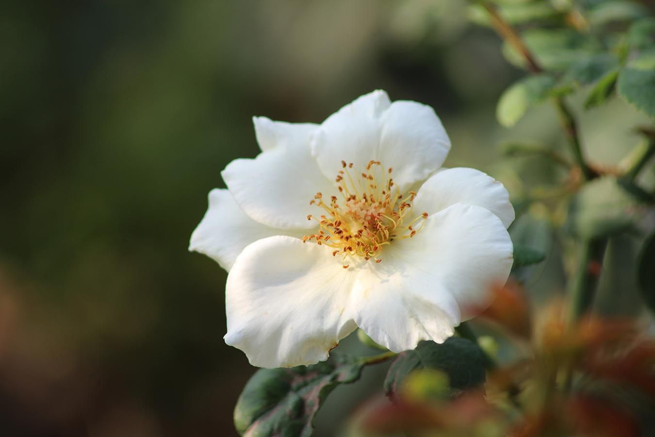 White wild rose bloom with yellow center against a blurred green background