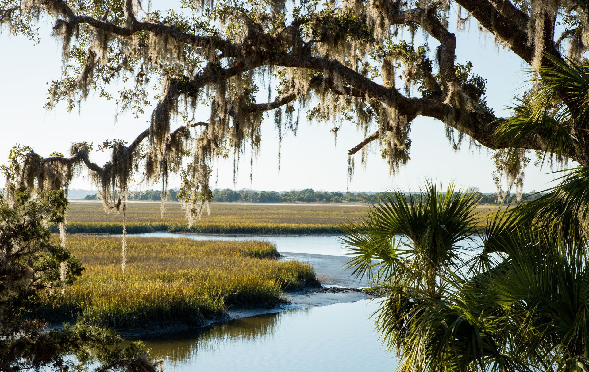 Marshland creek with moss-draped trees, grasses, and calm water under a bright sky