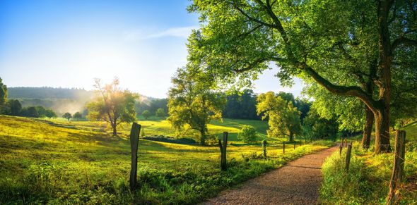 Country side with trees, meadow, and dirt pathway