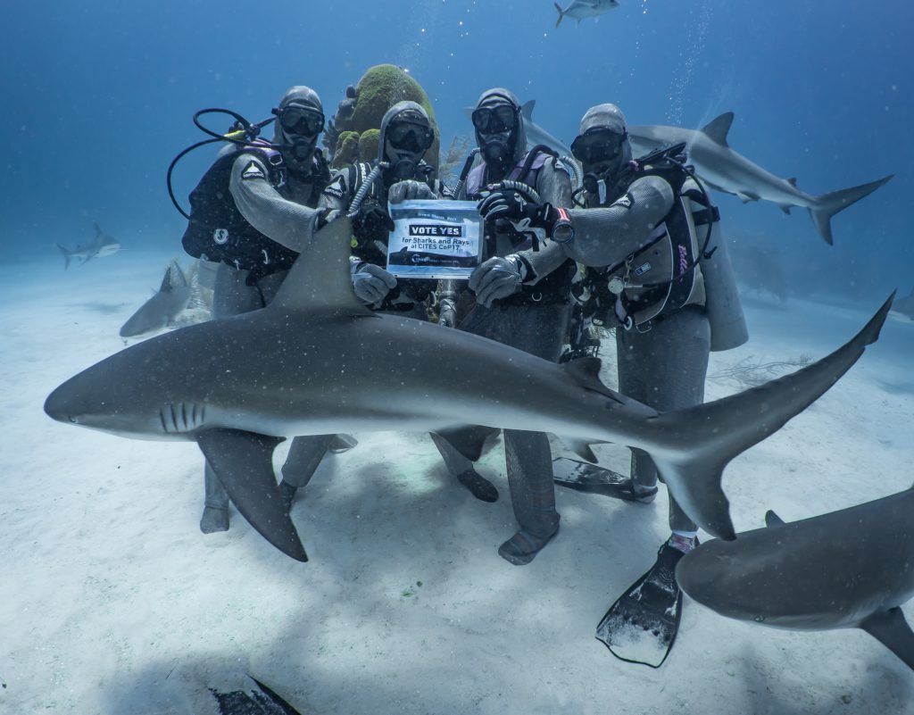 Divers underwater with sharks on a sandy seafloor, holding a camera setup