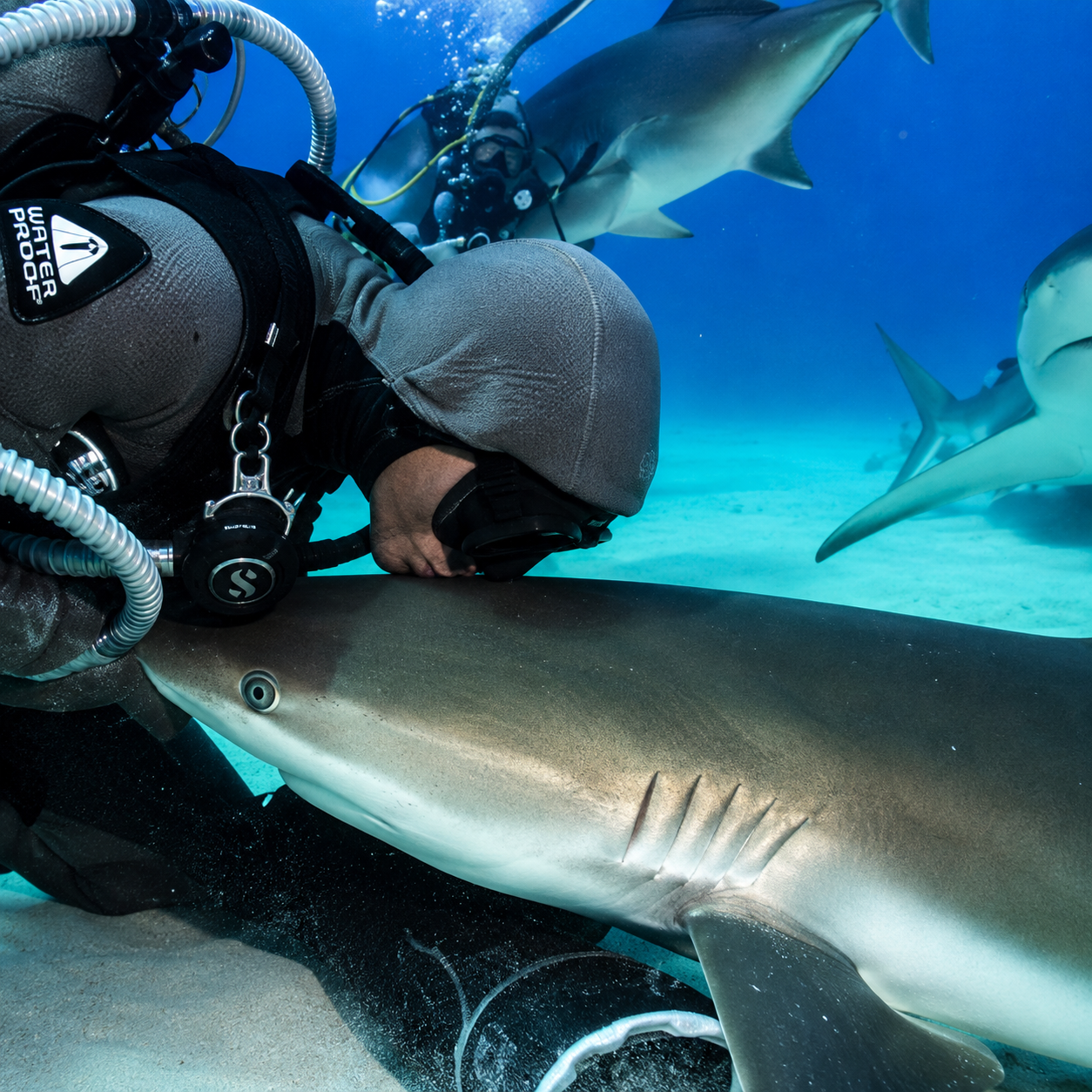 Diver underwater touching a shark while two other sharks swim nearby in clear blue water