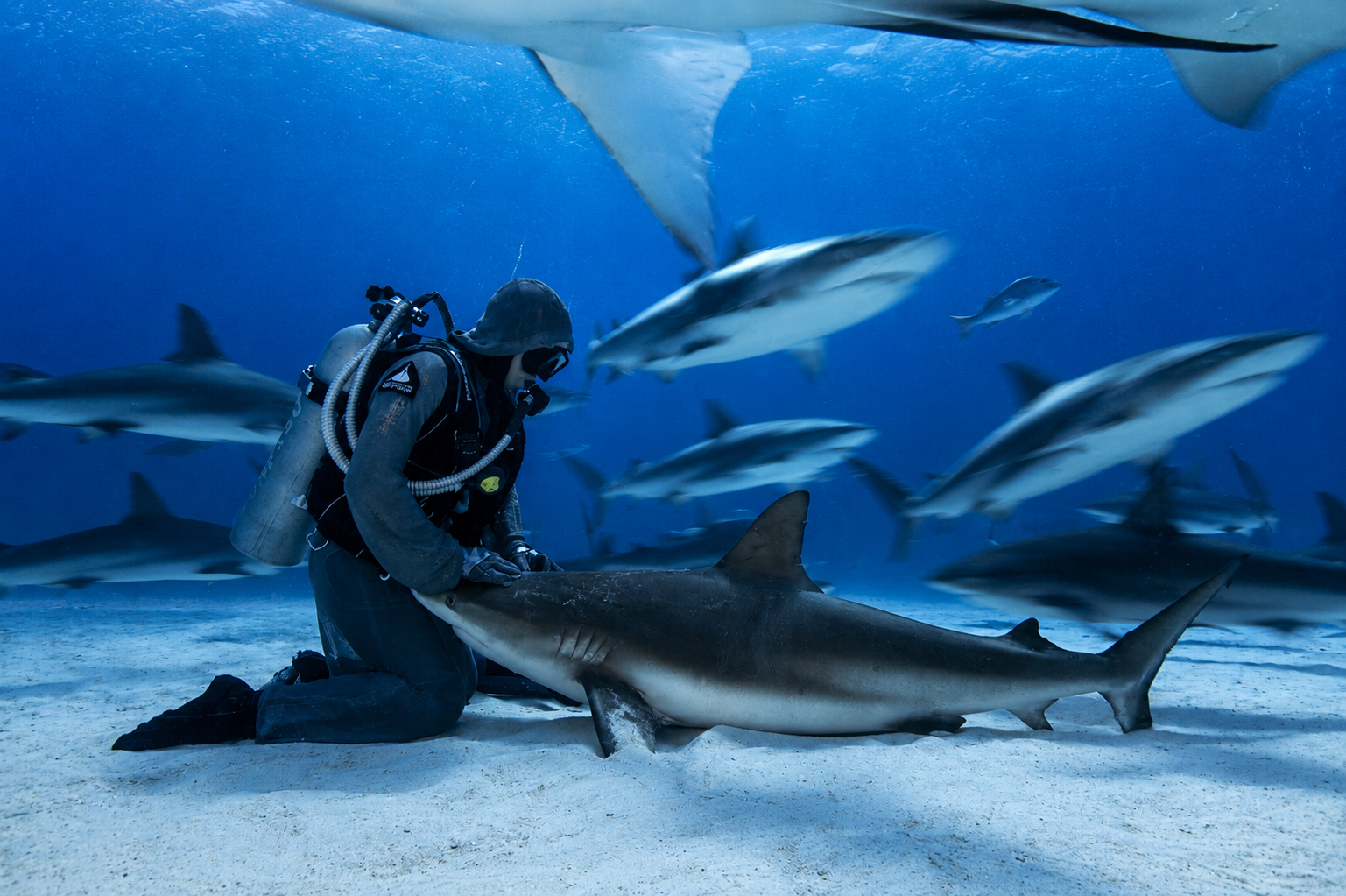 Scuba diver kneels beside a shark underwater, with several other sharks swimming around.