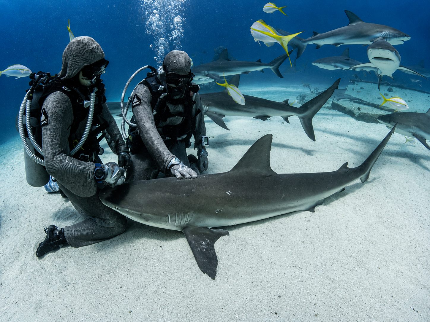 The Shark Interactive Experience