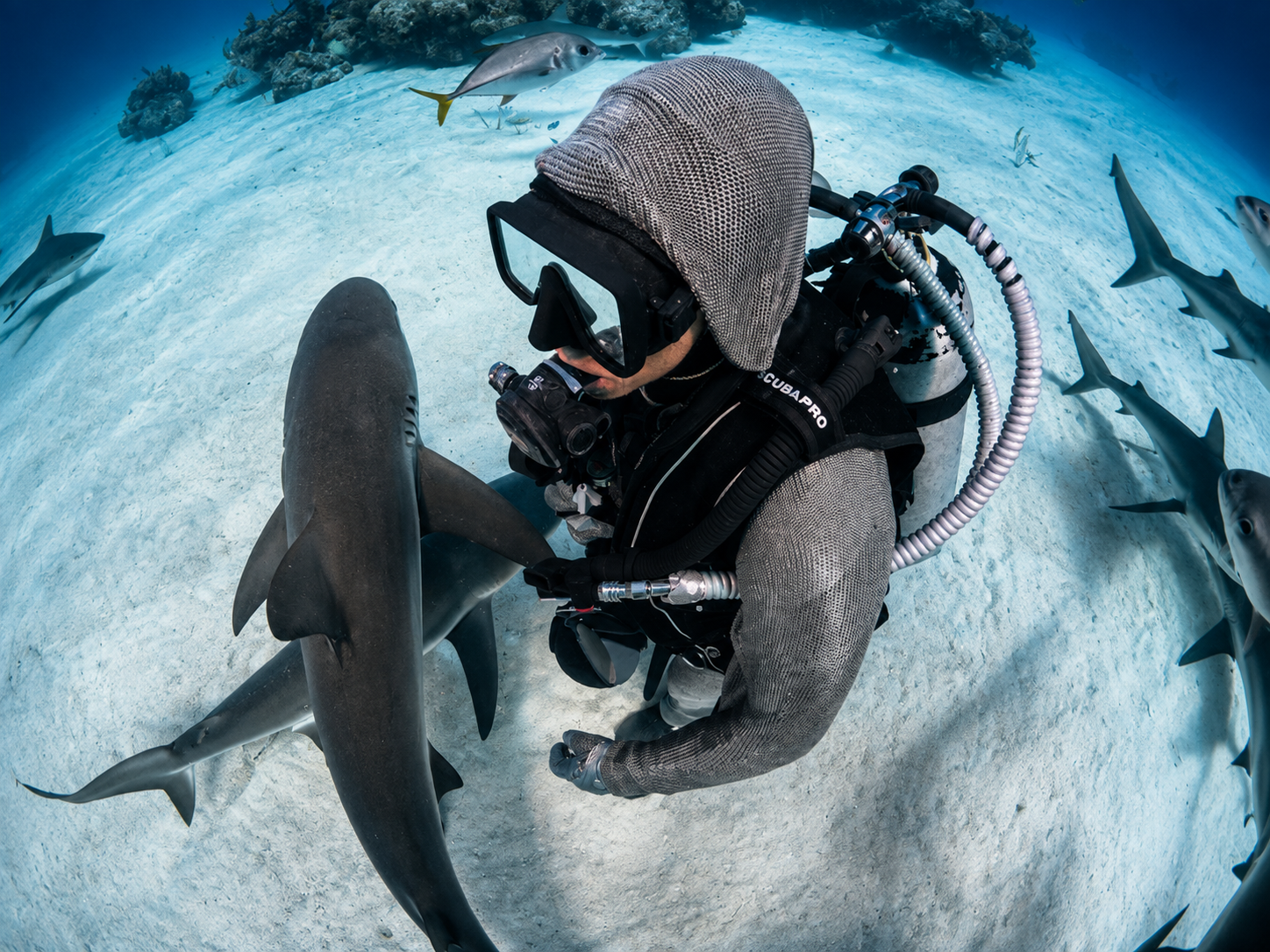 The Shark Interactive Add-on