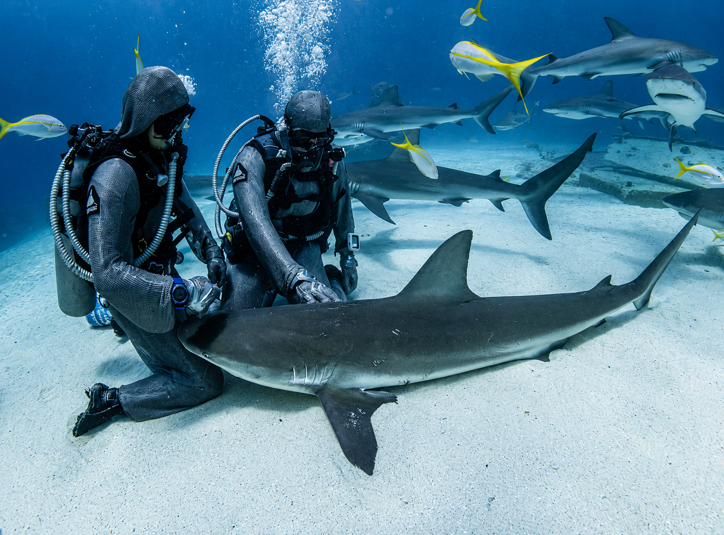 Two scuba divers with sharks in blue ocean water