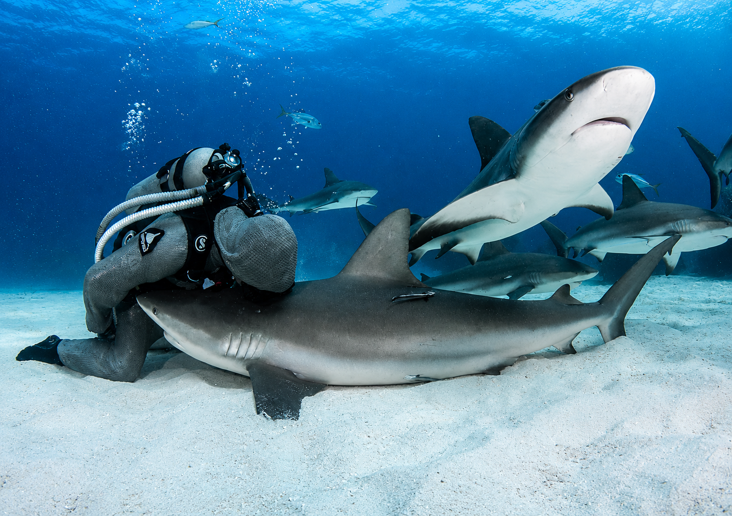 Scuba diver riding a shark underwater near a larger shark in blue ocean water