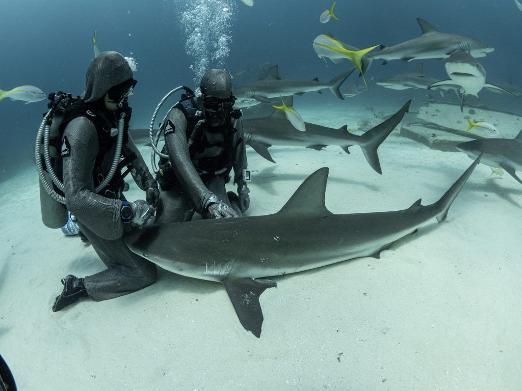 Divers and sharks swimming together underwater over a sandy ocean floor
