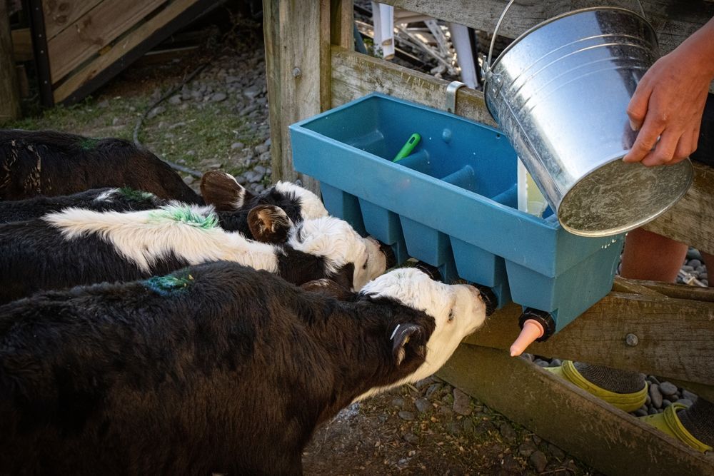 Veterinarian at Pig Farm Checking Health Status of Pigs — Milking & Farming Equipment on the Mid North Coast, NSW