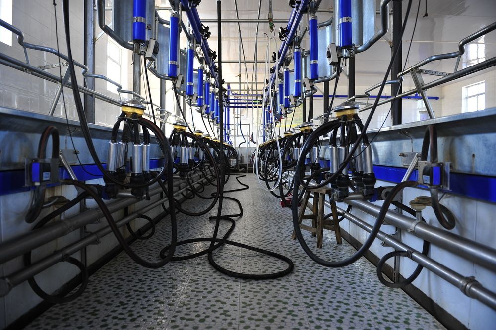 A Line Of Cow Cubicles — Milking & Farming Equipment on the Mid North Coast, NSW