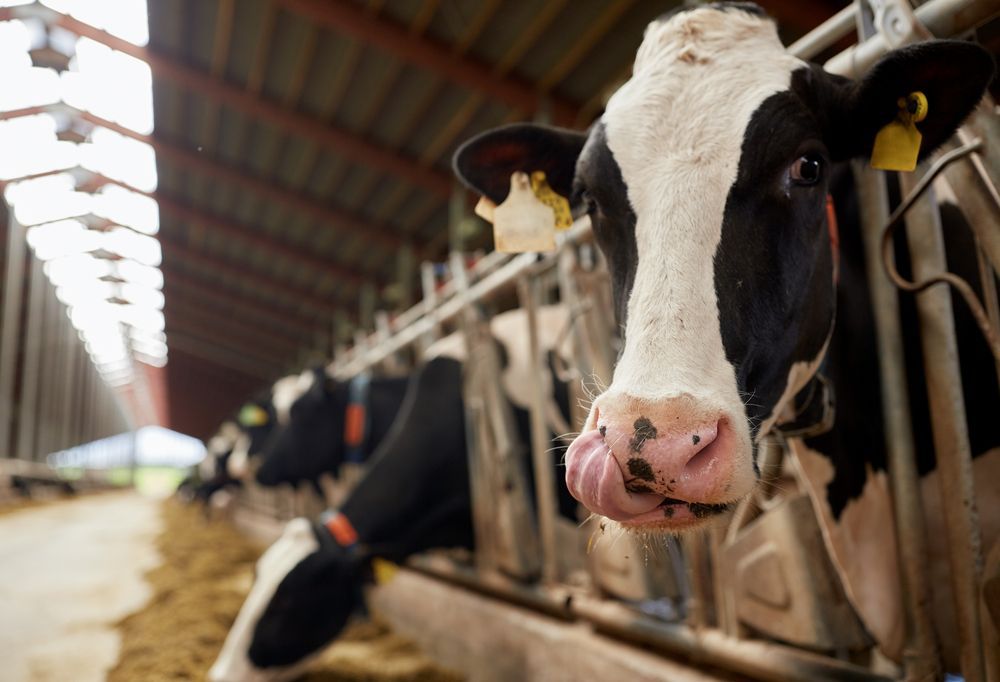Herd of Cows Eating Hay in Cowshed on Dairy Farm — Buy Milking Systems on the Mid North Coast, NSW