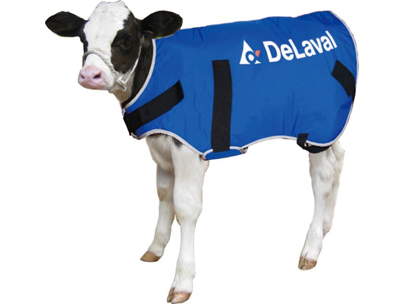 Calf Coat