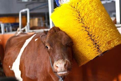 Animal Health Equipment