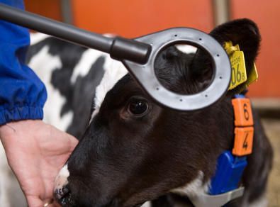 Marking Green On A Cow - Buy Marking Equipment on the Mid North Coast, NSW