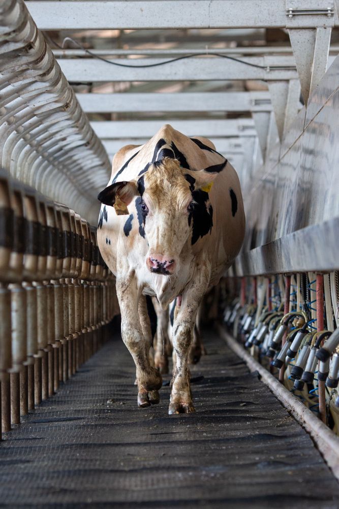 A Black and White Coloured Cow Walking in an Aisle of a Factory — Buy Dairy Matting on the Mid North Coast, NSW