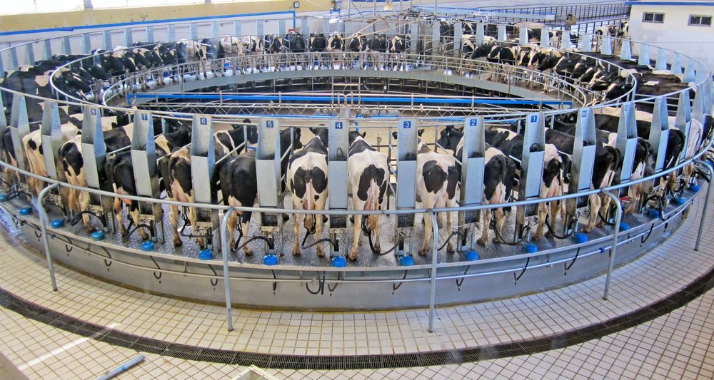 Few Cows Eating their Food in a Milking Factory — Milking & Farming Equipment on the Mid North Coast, NSW