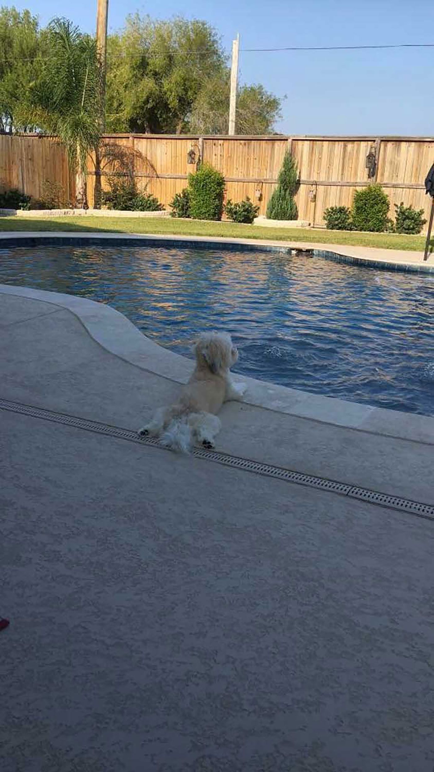 A dog is sitting on the edge of a swimming pool.