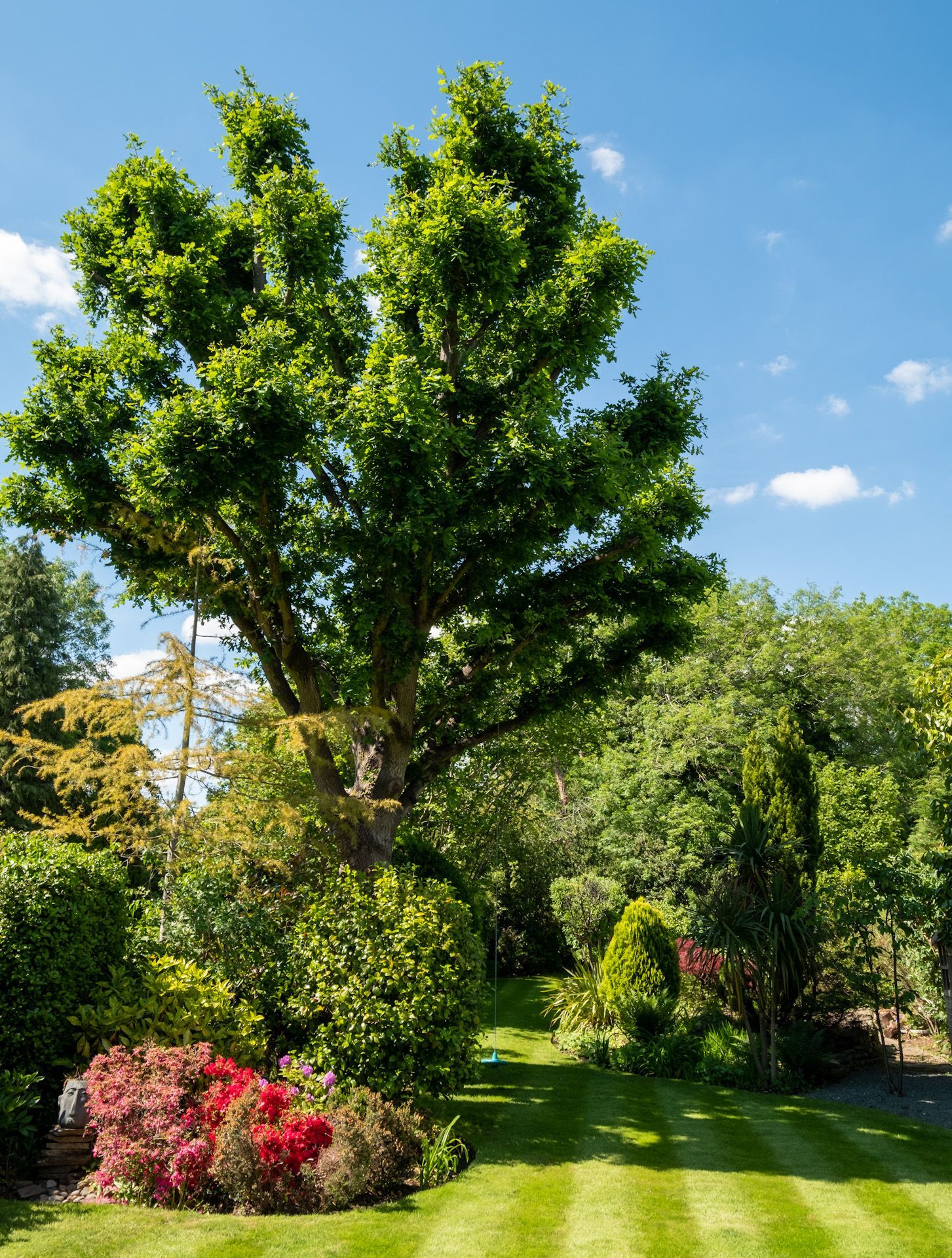 A large tree in the middle of a lush green garden