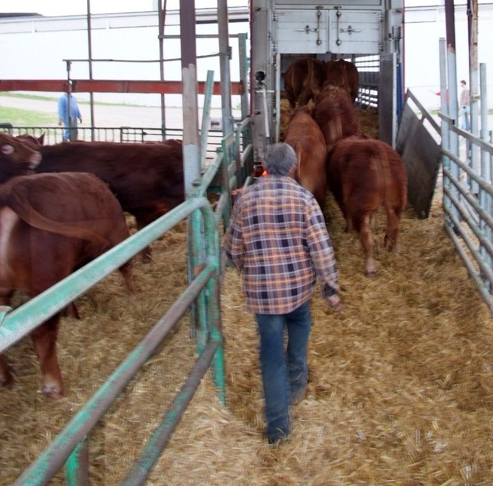 Cow breeding