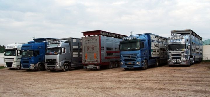 Meat transport trucks