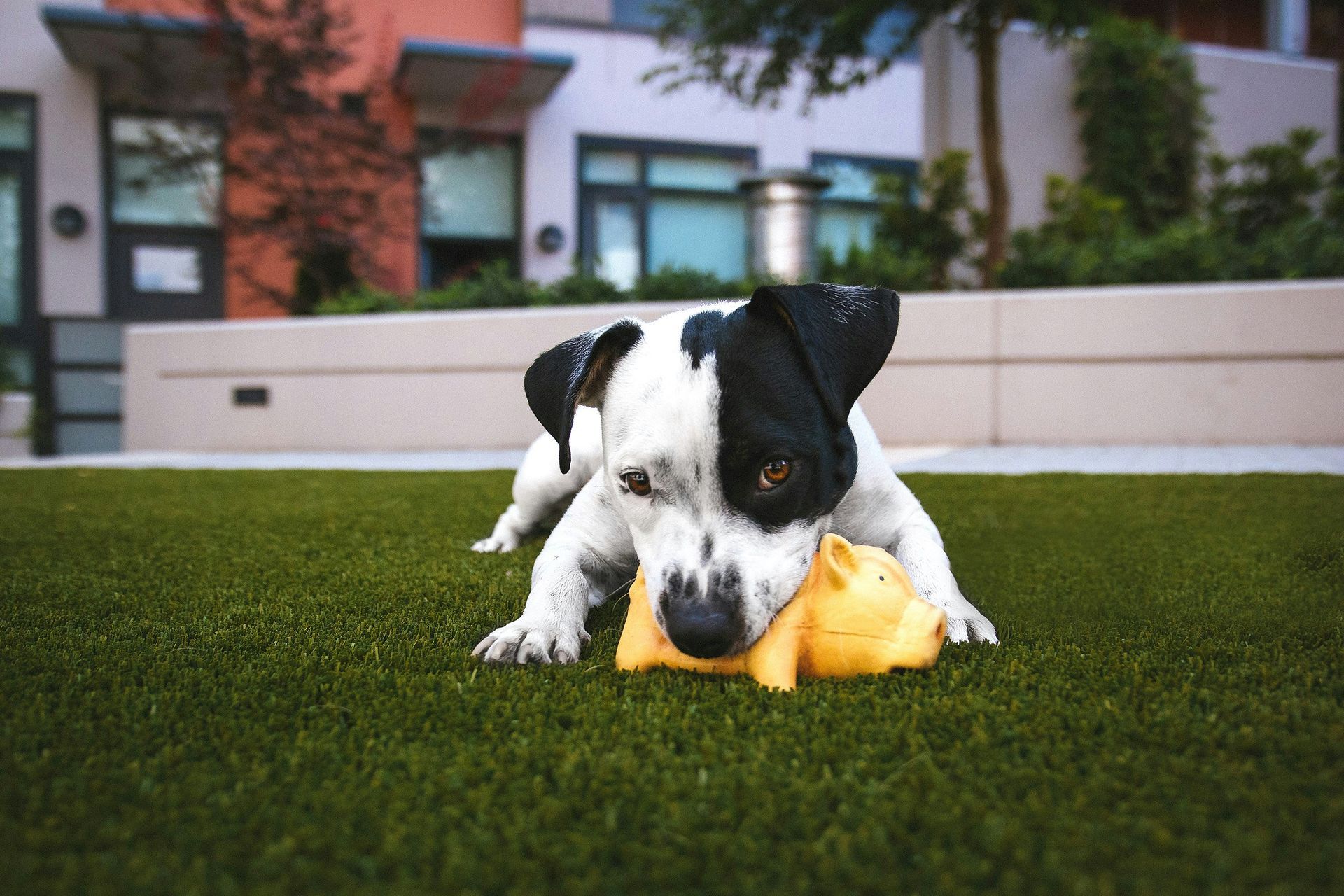 Black-and-white puppy chewing a yellow toy on green grass in a yard