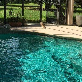 Green Pool Cleaning Near You Green Pool Cleaning Near You
