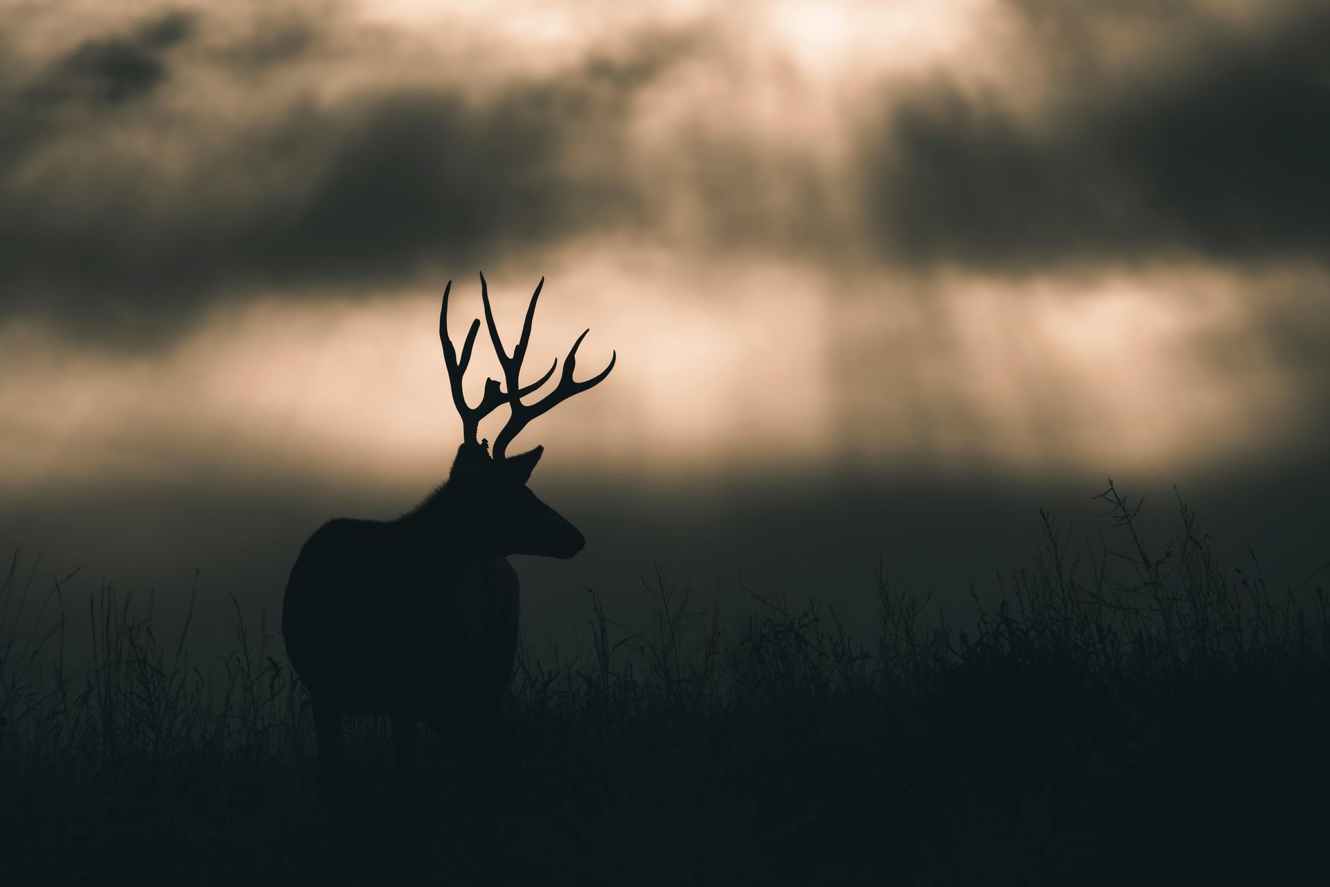 Speak Low Poetry | The Spacious Unclosed
