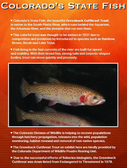 Colorado's state fish: Two colorful cutthroat trout swimming. Poster with information about the fish.