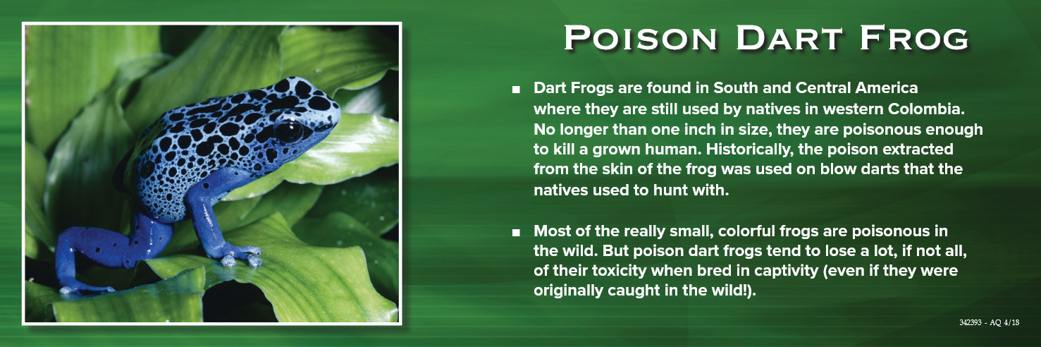 Blue poison dart frog on green leaves with text:
