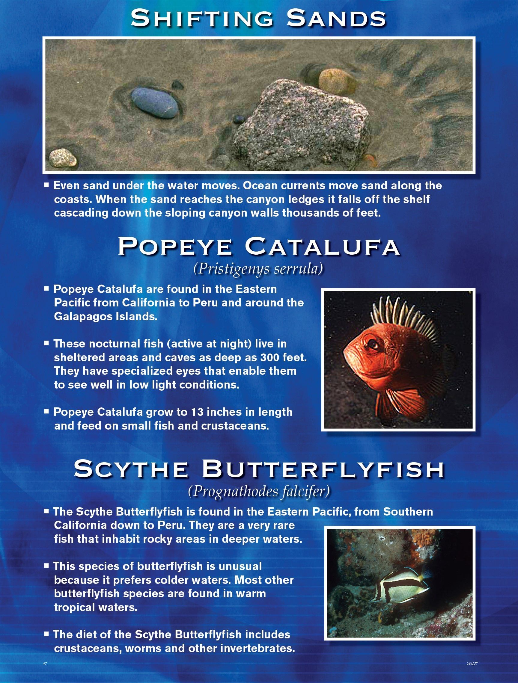 Informative poster about marine life. Features photos and descriptions of fish: Popeye, Catalufa, and Scythe Butterflyfish.