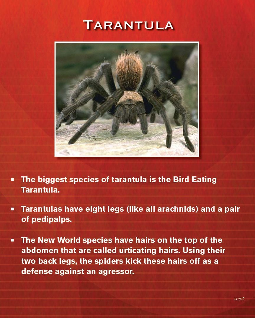 Tarantula photo with text describing its characteristics; including the