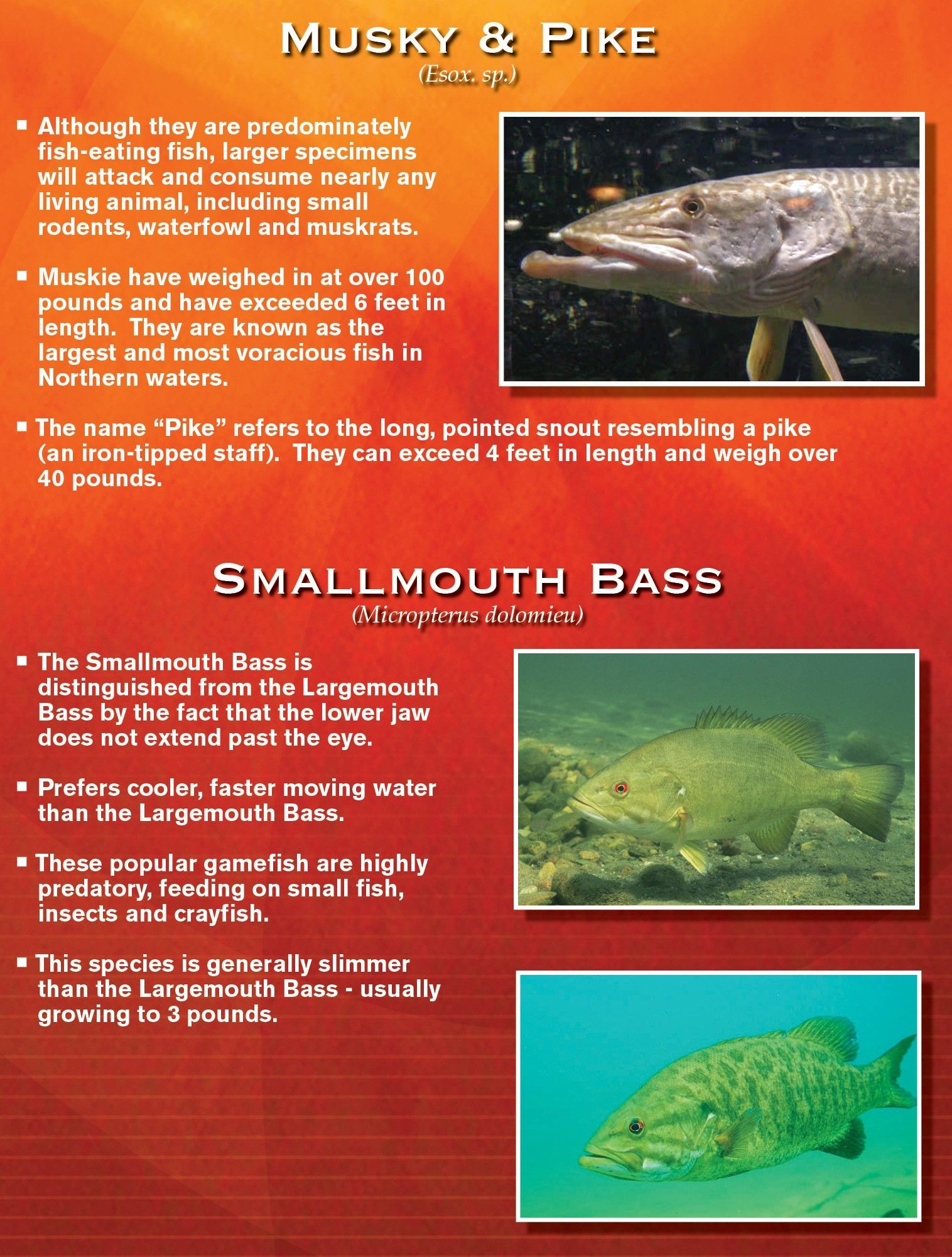 Text and images about Musky & Pike and Smallmouth Bass fish.