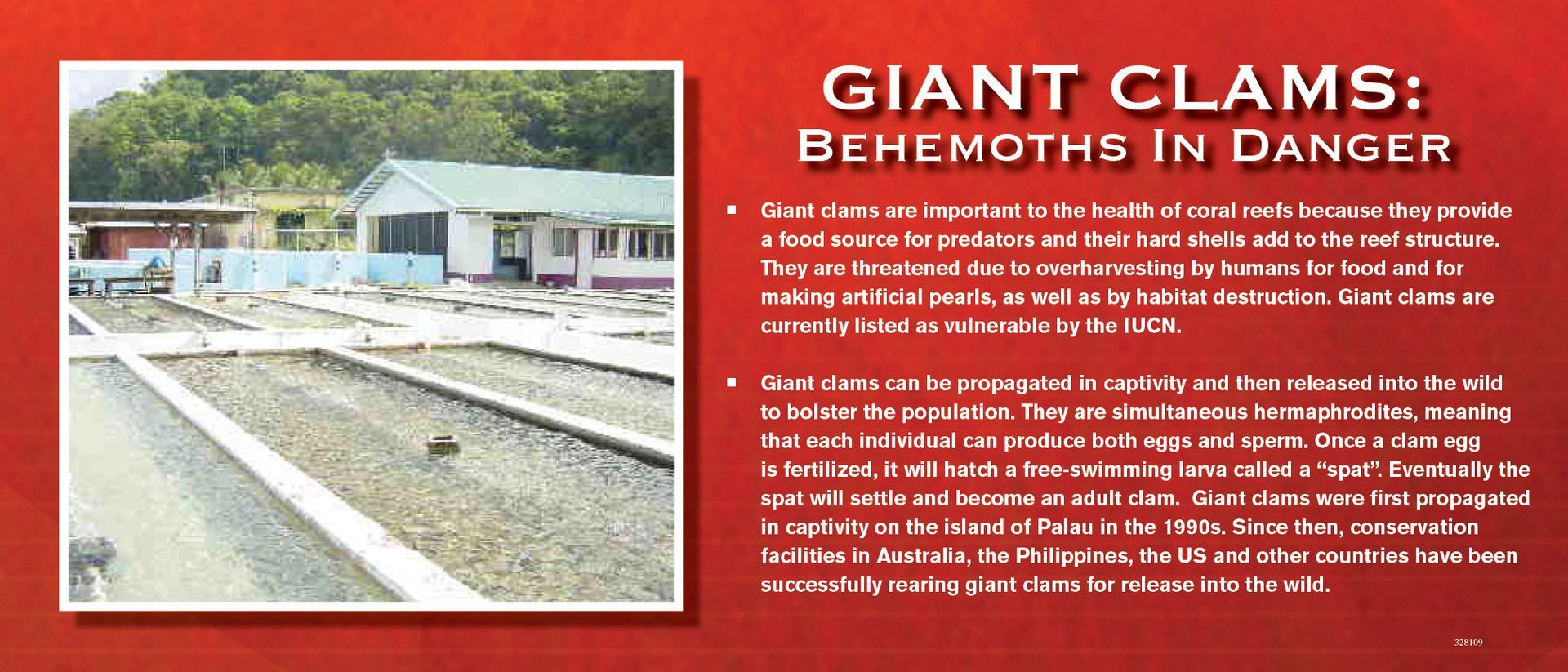 Giant clam farm: rows of gravel beds, a building and trees in the background. Text: 