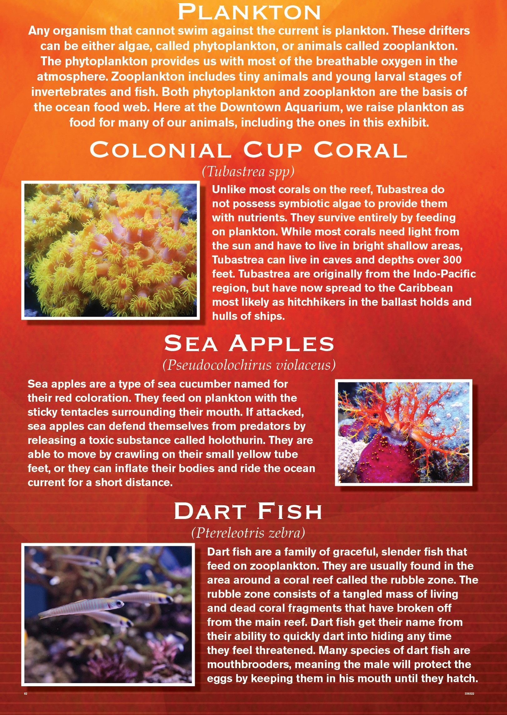 Brochure with information and photos of marine life: plankton, cup coral, sea apples, and dart fish.