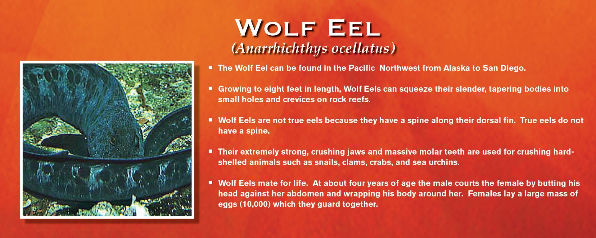 Wolf eel card with an image of a dark-colored eel with text listing facts about the species.