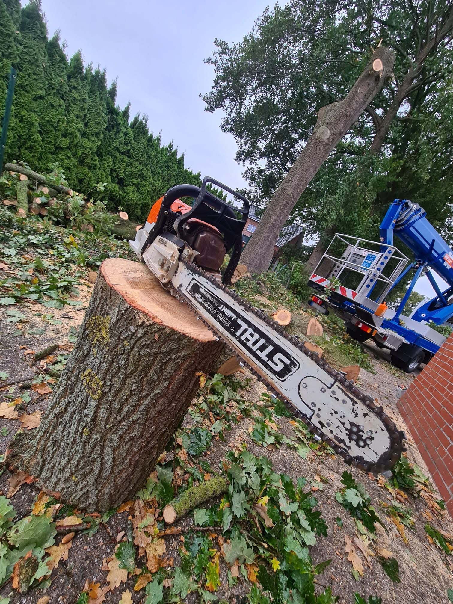 Baumschnitt – fachgerechter Rückschnitt an einem Baum