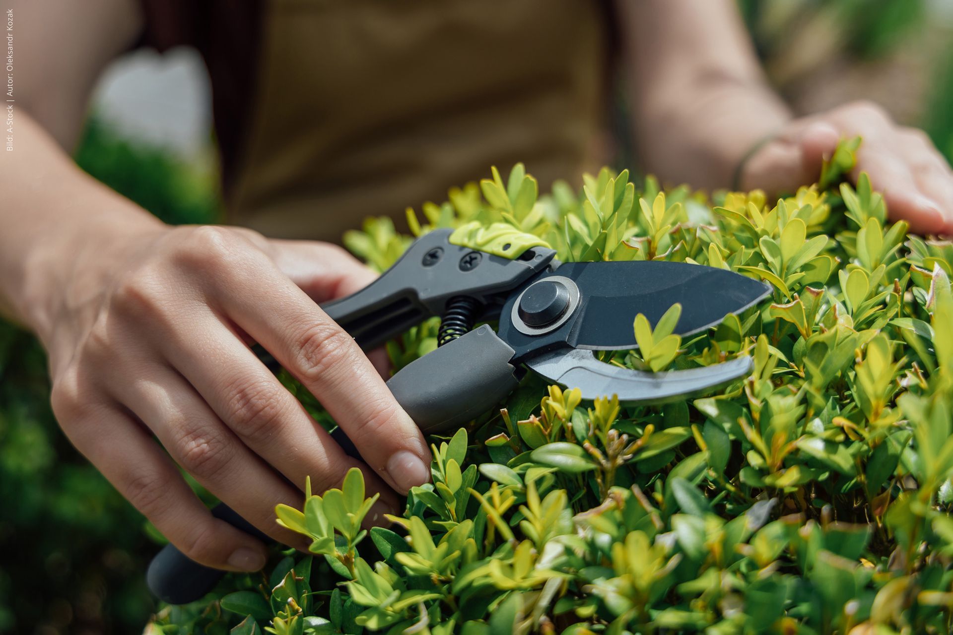 Person, die eine Gartenschere verwendet, um einen grünen Busch zu beschneiden.