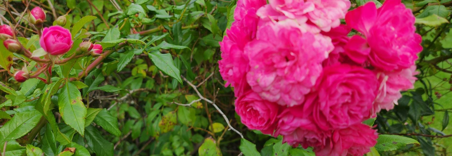 City Gates Marketing Roses