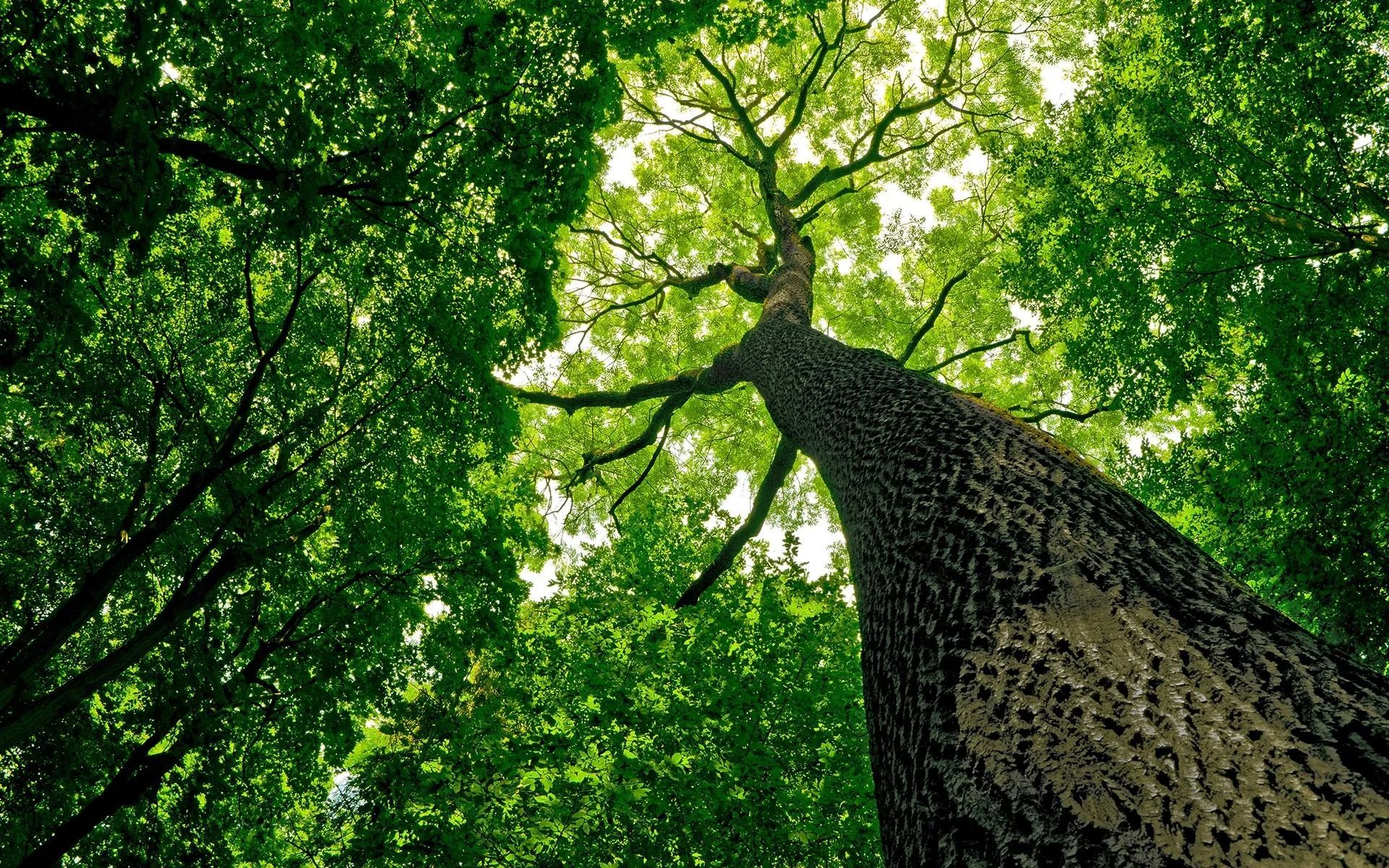 Looking up at a tall tree trunk and canopy of green leaves. Sunlight filters through.