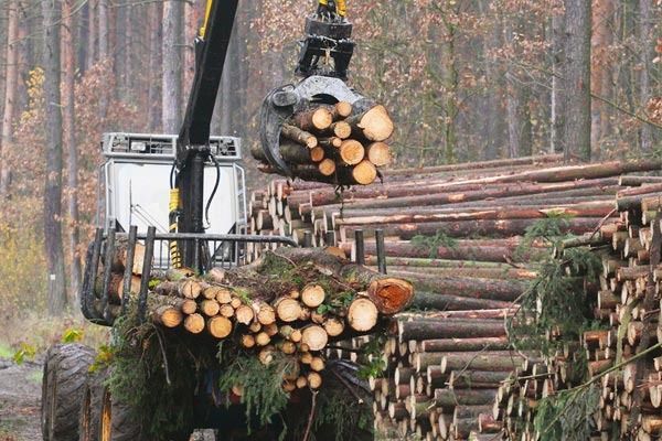 Lumberjack machine loading logs onto a pile in a forest.